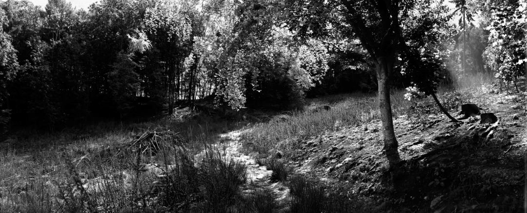 Mamhead Park South